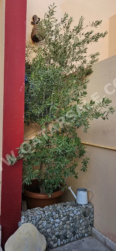 Tree  - Natural  - Green