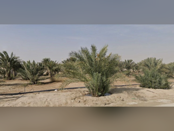 اراضي للبيع  في أم صلال  - أم صلال علي  -المساحة 175,000 متر مربع