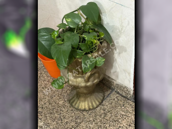 Plant  - Green