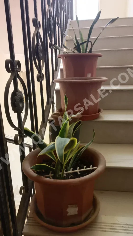 نبات  - طبيعي  - أخضر
