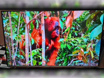 Television (TV) Toshiba  - 55 Inch  - 4K or UHD