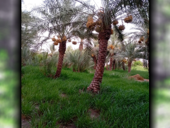 Farms & Resorts Semi Furnished  Al Shamal  3 Bedrooms