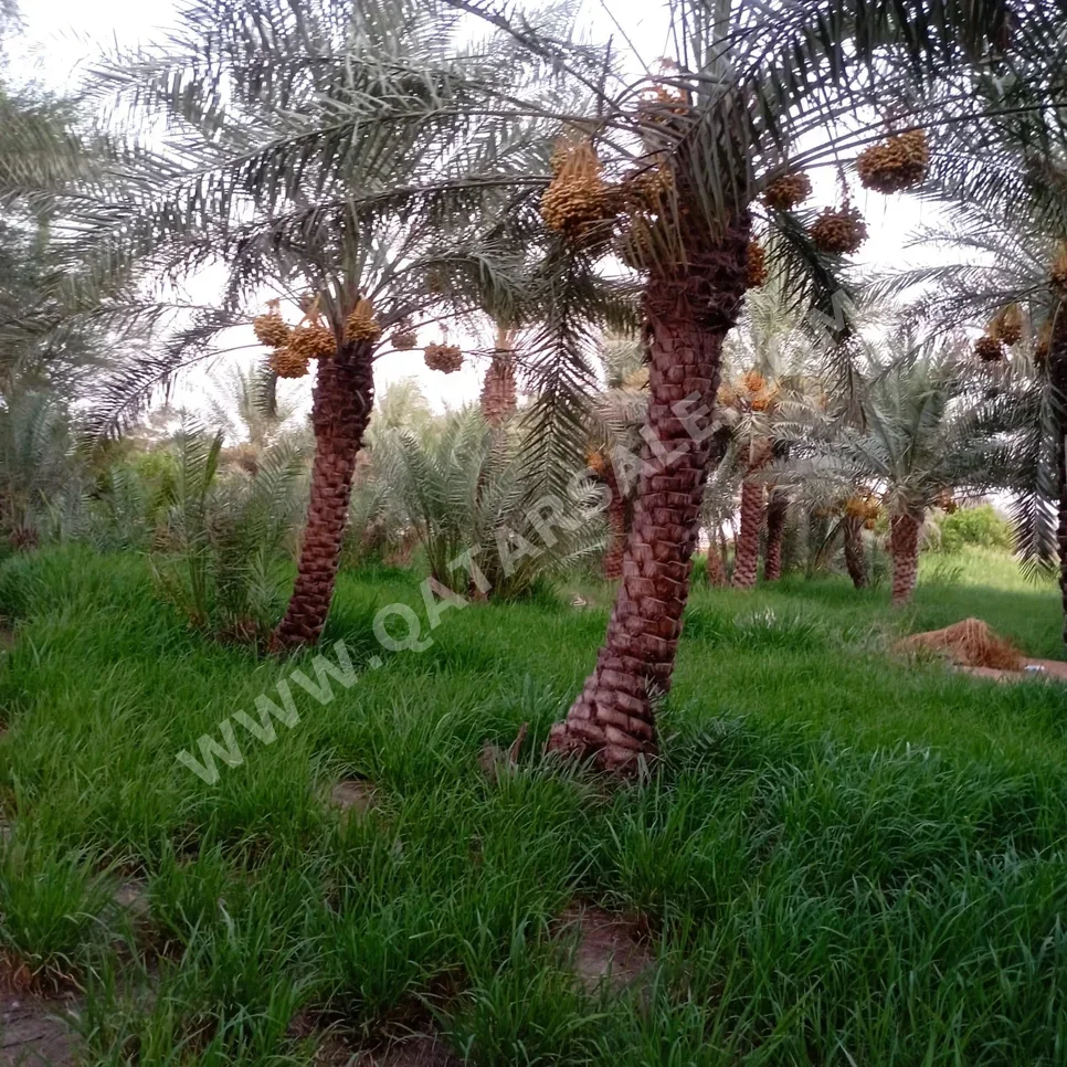 Farms & Resorts Semi Furnished  Al Shamal  3 Bedrooms