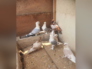 حيوانات أليفة