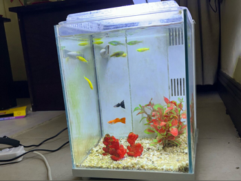 Aquariums - Gray  262620 CM