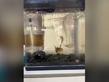 Aquariums With Motor  20 CM  15 CM  With Cabinet  25 CM