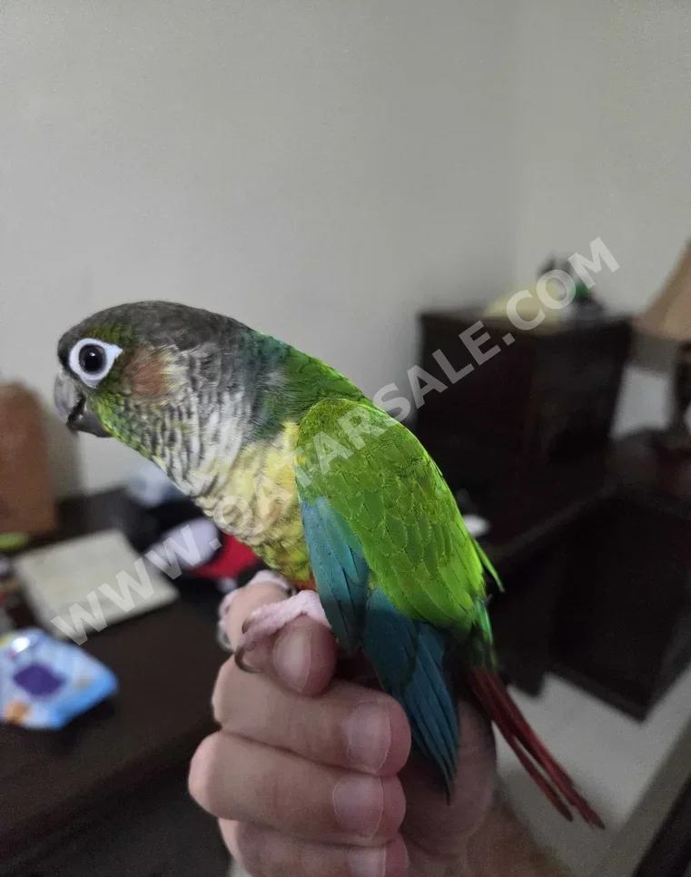 Pets/Animals