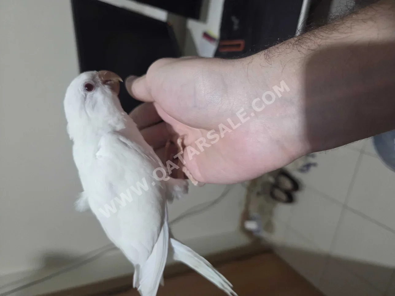 Pets/Animals