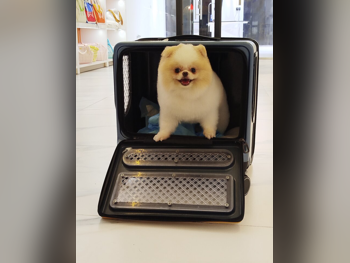 Pets/Animals