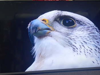 تلفاز نيكاي  - 32 بوصة  - 4 كي او الترا اتش دي