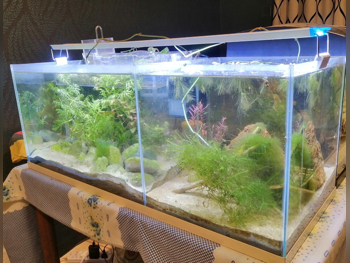 أحواض السمك 80 سنتيمتر 30 سنتيمتر 30 سنتيمتر