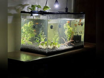 Aquariums 60 CM  35 CM  31 CM