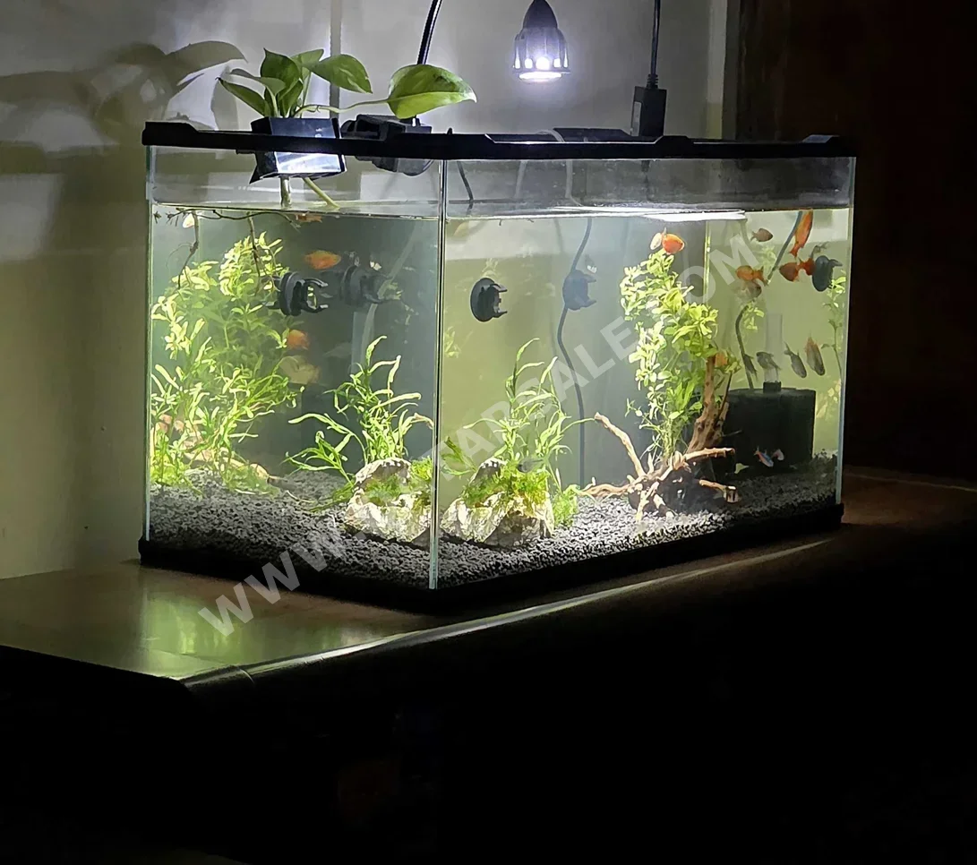 Aquariums 60 CM  35 CM  31 CM