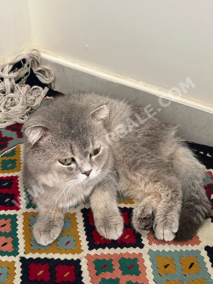 حيوانات أليفة