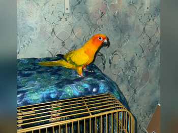 حيوانات أليفة