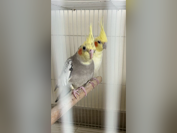 حيوانات أليفة