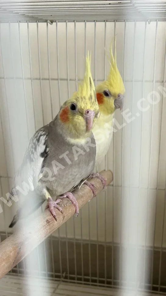 حيوانات أليفة