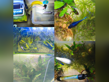 Aquariums With Motor