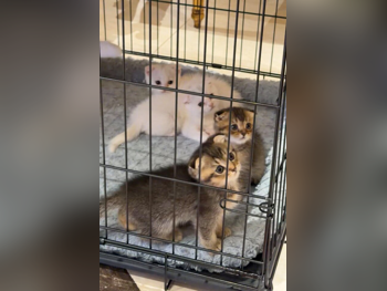 حيوانات أليفة