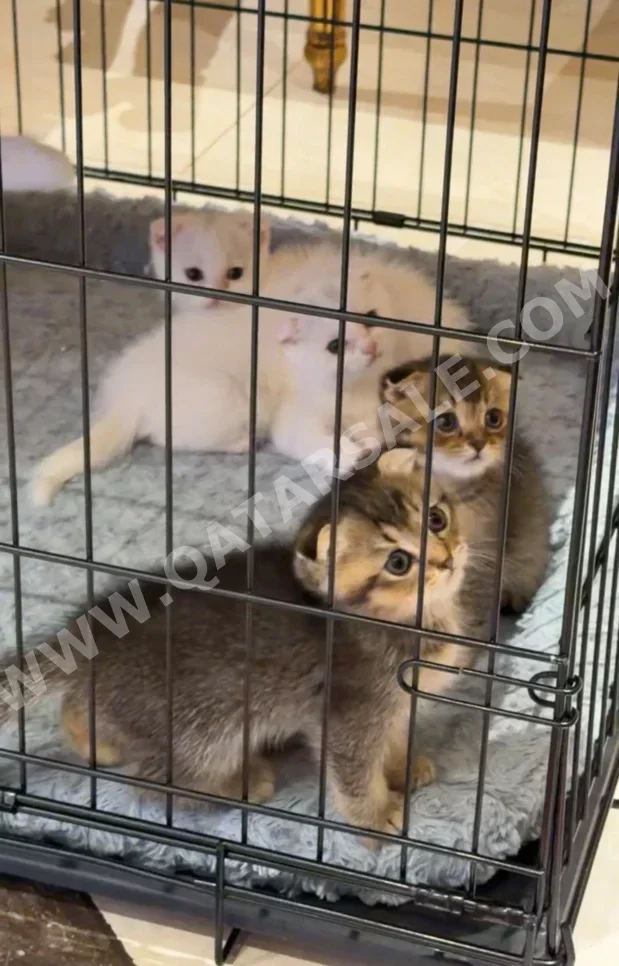 حيوانات أليفة