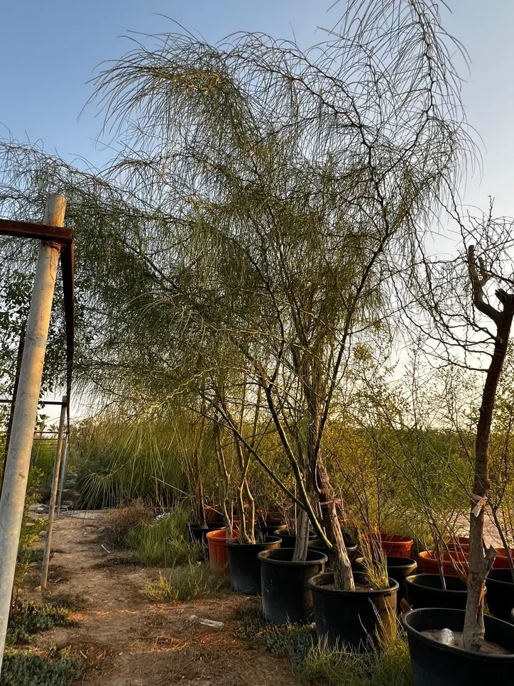 محلات تجارية - نصف مفروشة  - الريان  للبيع  - المعموره