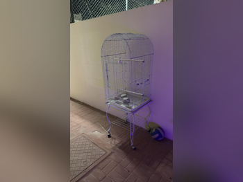 إكسسوارات الحيوانات الأليفة