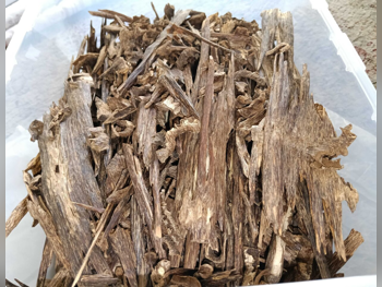 عود عود الكتروني  بيج و بني  2021  nice  الهند  تشمل حقيبة حاملة  تشمل مكبر للصوت  ضمان \  للمحترفين