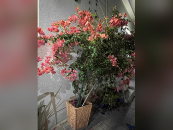 Plant  - Natural  - Orange