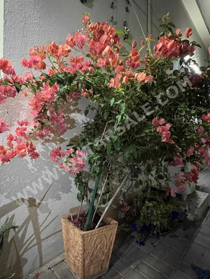 نبات  - طبيعي  - البرتقالي