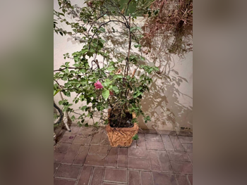 Plant  - Natural  - White