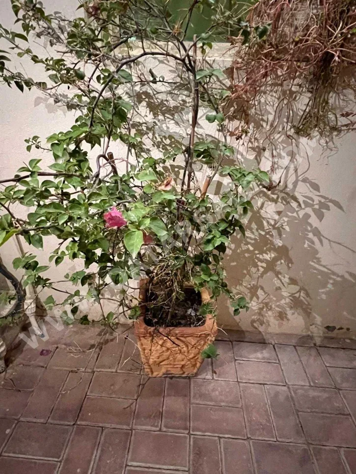 نبات  - طبيعي  - أبيض