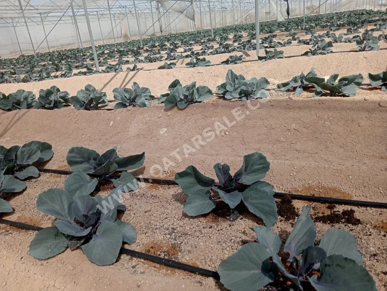 اراضي للبيع  في الريان  -المساحة 85,000 متر مربع