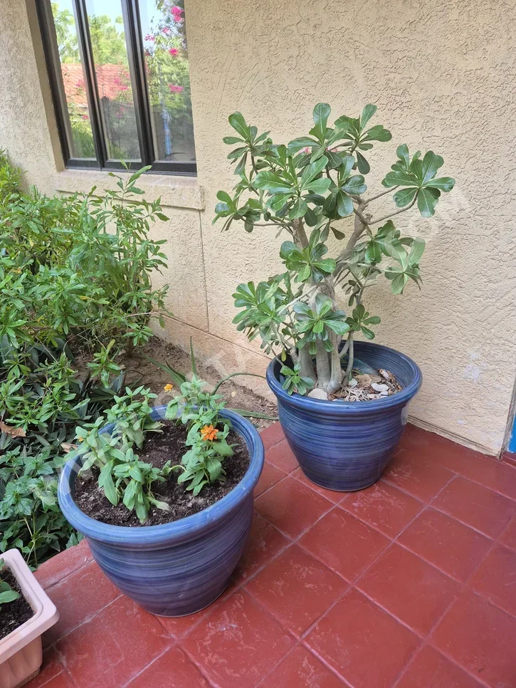 Plant - Natural - Green
