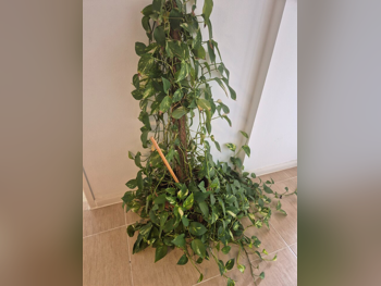 Plant - Natural - Green