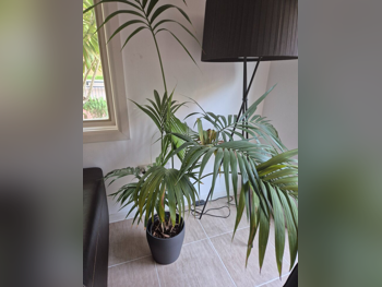 Plant - Natural - Green