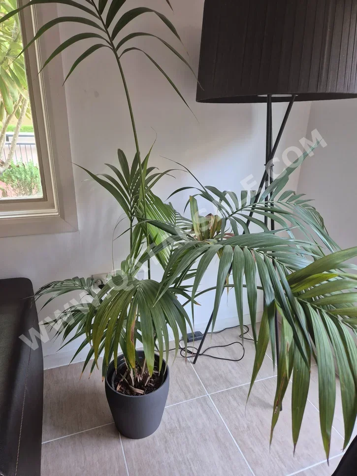 Plant - Natural - Green