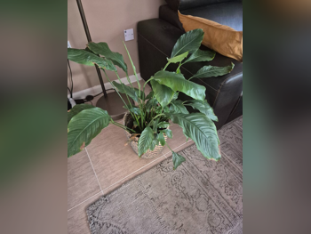 Plant - Natural - Green