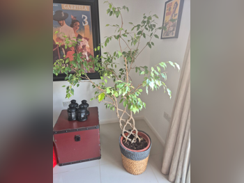 نبات  - طبيعي  - أخضر