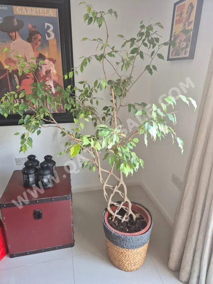 Plant  - Natural  - Green