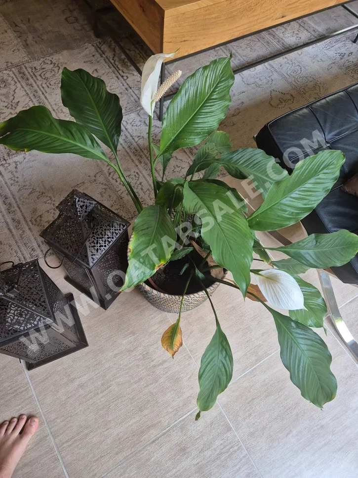 Plant  - Natural  - Green