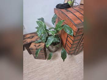 نبات  - طبيعي  - أخضر