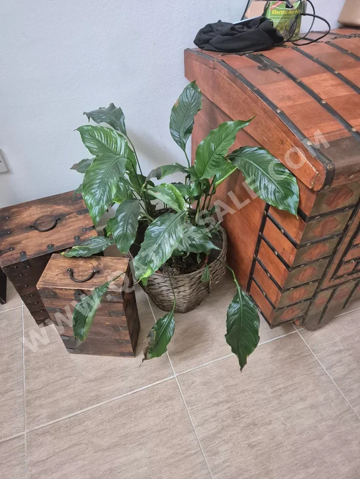 Plant  - Natural  - Green